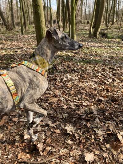 Windhunde - Treffen der besonderen Schönheiten
HERZLICH WILLKOMMEN-Beitrag-Bild