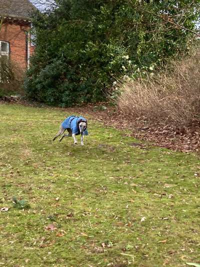 Windhunde - Treffen der besonderen Schönheiten
HERZLICH WILLKOMMEN-Beitrag-Bild