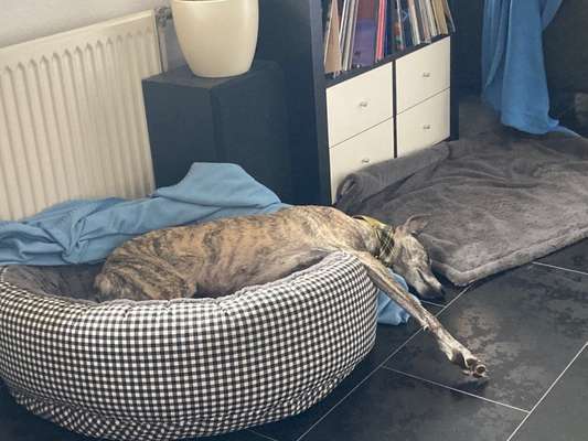 Windhunde - Treffen der besonderen Schönheiten
HERZLICH WILLKOMMEN-Beitrag-Bild