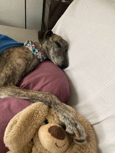 Windhunde - Treffen der besonderen Schönheiten
HERZLICH WILLKOMMEN-Beitrag-Bild