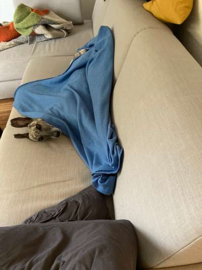 Windhunde - Treffen der besonderen Schönheiten
HERZLICH WILLKOMMEN-Beitrag-Bild