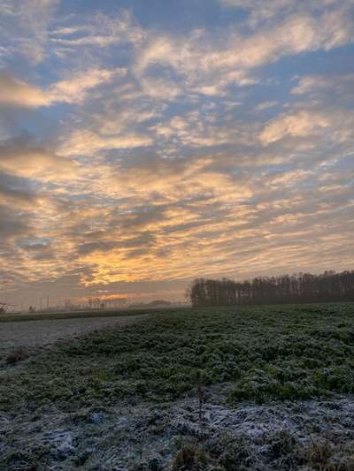 Die wunderschöne Welt mit Hund.-Beitrag-Bild