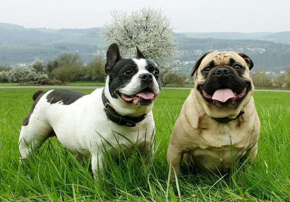 Dogorama Photo Challenge - Frühlingserwachen-Beitrag-Bild