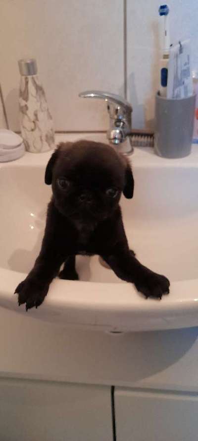 Welpen Bilder !-Beitrag-Bild