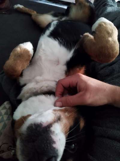 Dogorama Photo Challenge - Zeigt her eure Bäuche-Beitrag-Bild