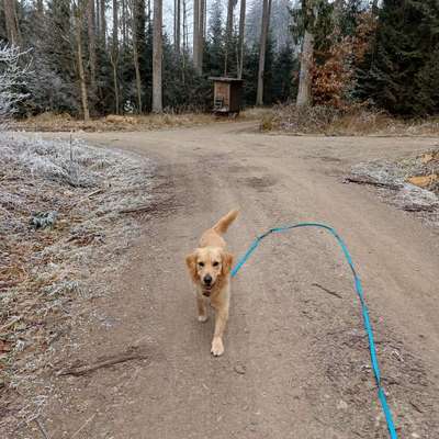 aktuelles Foto Gruppe Golden Retriever