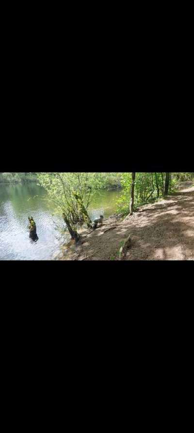 Hundeauslaufgebiet-Kleiner See am Koetherdyk in Sevelen-Bild