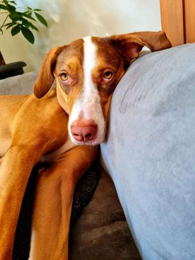 Dogorama Photo Challenge - Hundeblick zum hinschmelzen-Beitrag-Bild