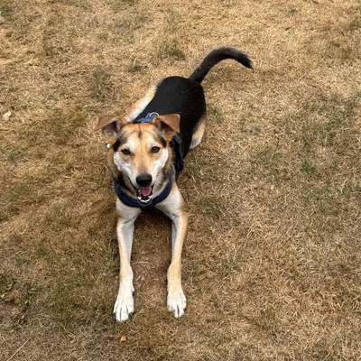 Hundetreffen-Hundefreund/in zum Spielen & gemeinsame Runden gesucht-Bild