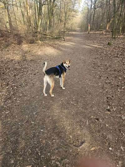 Hundetreffen-Gemeinsamer Spaziergang im Königforst oder Pioneerbecken zum Spielen und rennen-Bild