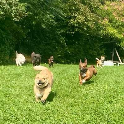 Hundeschulen-Alpha Energy Balance GmbH-Bild