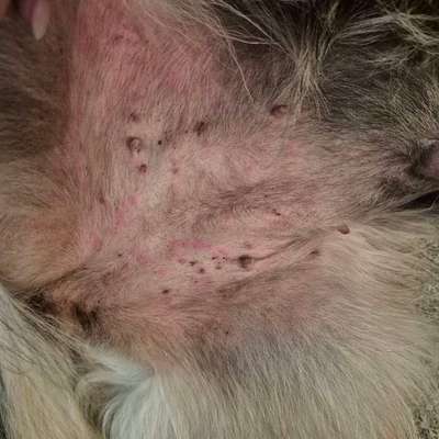 Hautausschlag - was kann das sein-Beitrag-Bild