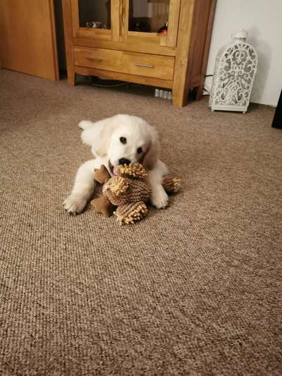 Welpenfotos-Beitrag-Bild