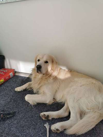Golden Retriever-Beitrag-Bild
