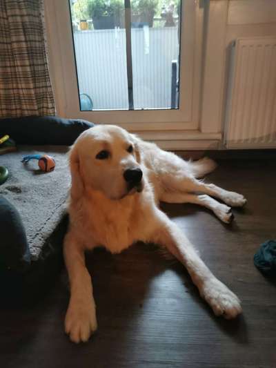 Welpenfotos-Beitrag-Bild