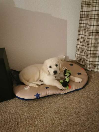 Welpenfotos-Beitrag-Bild