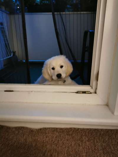 Welpenfotos-Beitrag-Bild