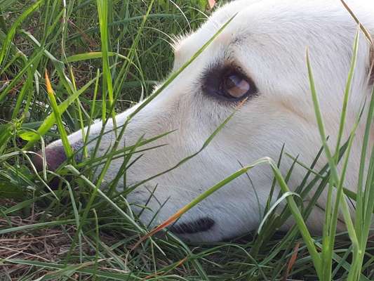 Die Dogorama Monats Challenge "Es grünt und blüht"-Beitrag-Bild