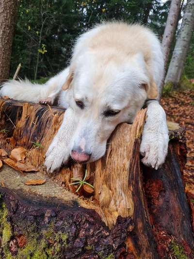 Wald Bild-Beitrag-Bild