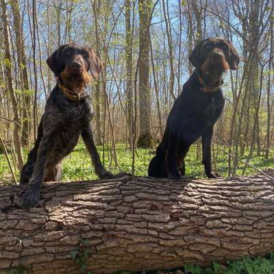 Hundetreffen-Social Walk/ Begegnungstraining-Bild