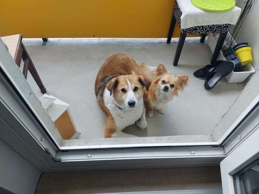 Doppelgänger gesucht !-Beitrag-Bild