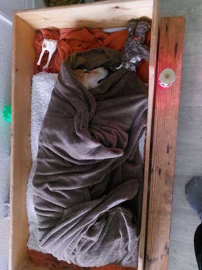 Unsere Fellnasen im Regenbogenland-Beitrag-Bild