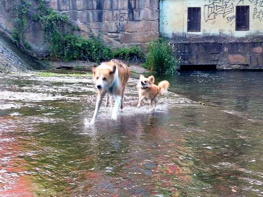 Hundeschwimmen-Beitrag-Bild