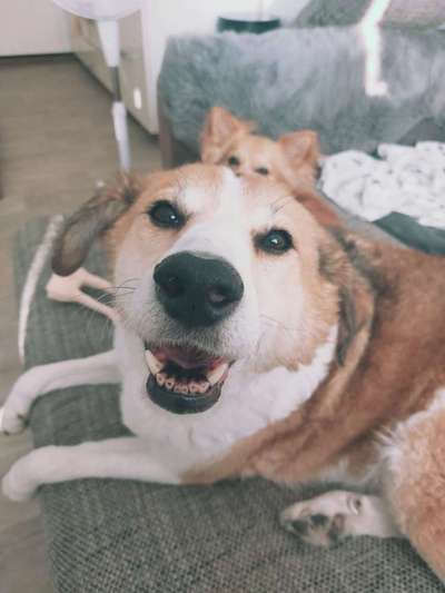 Unsere Fellnasen im Regenbogenland-Beitrag-Bild