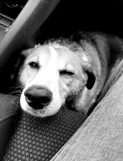 Zeigt mir die tollste Nahaufnahme von eurer Fellnase-Beitrag-Bild