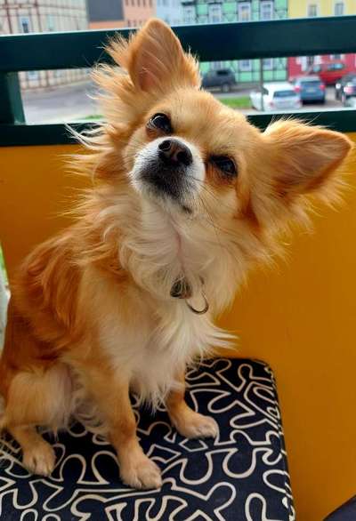 Doppelgänger gesucht !-Beitrag-Bild