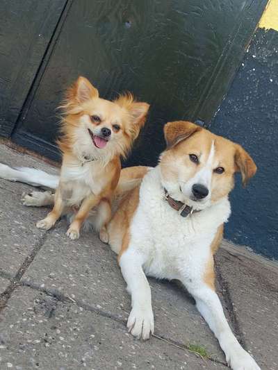 TierschutzhundeStammtisch🐕-Beitrag-Bild