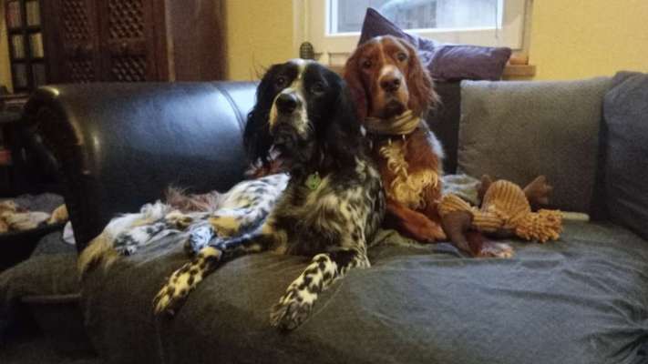 TierschutzhundeStammtisch🐕-Beitrag-Bild