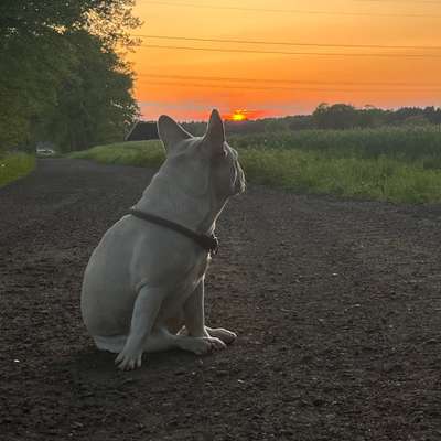 Hundetreffen-Gassirunde für hundebegegnung-Bild