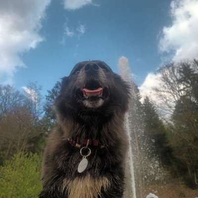 Hundetreffen-Gassirunde für Chiara-Bild