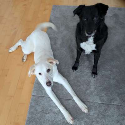 Hundetreffen-Spiel- und Gassirunden