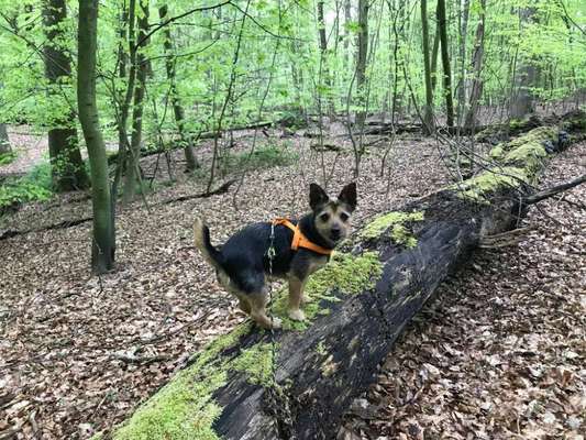 Mischlingshunde Foto Aufruf-Beitrag-Bild