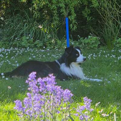 aktuelles Foto Gruppe Australian Shepherd