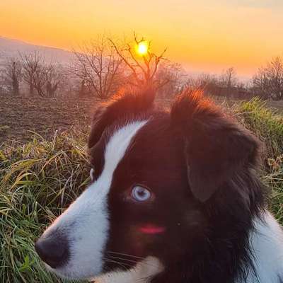 Hundetreffen-Social Walk mit ängstlichem Hund-Bild
