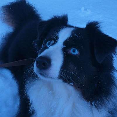 Hundetreffen-Hundebegegnungen-Bild