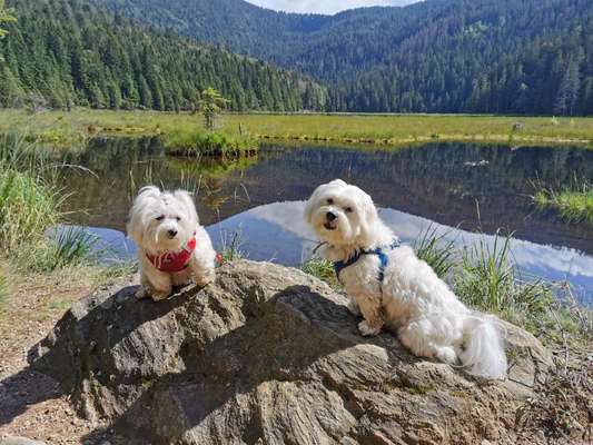 Dogorama-Monats-Challenge-Mai "Wasser"-Beitrag-Bild