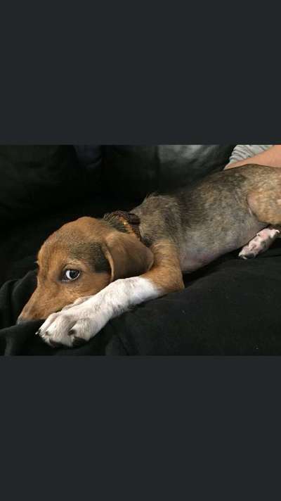 Dein Hund im Dogorama-Kalender 2021-Beitrag-Bild