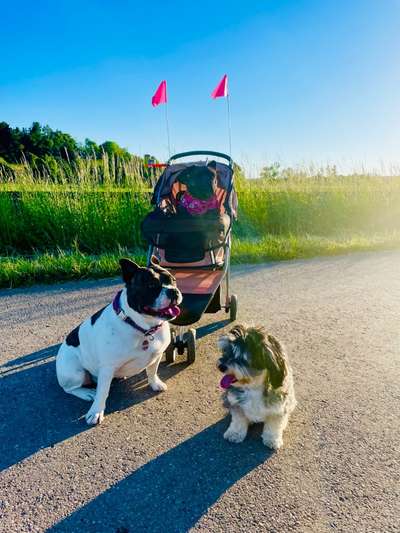 Die Dogorama Wochen Challenge-Beitrag-Bild