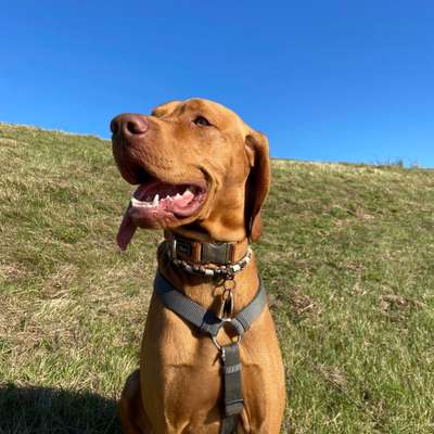 Hundetreffen-Spaziergänge, Spielpartner-Bild