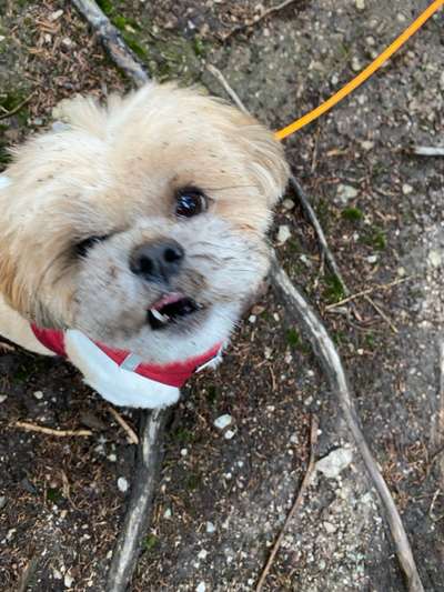 Hundetreffen-Social Walks & gemeinsames Training-Bild