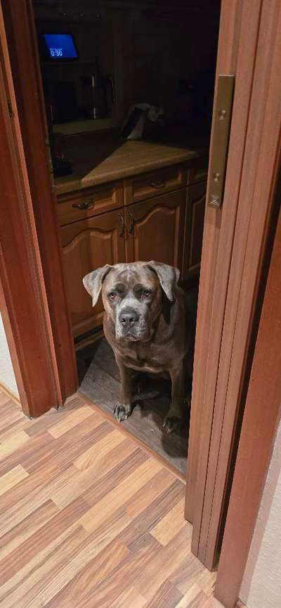 Hundetreffen-Spaziergang treffen-Bild