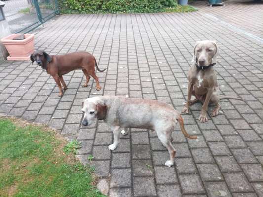 Hundetreffen-Mantrailing Gruppe sucht Zuwachs 😄-Bild