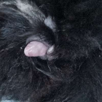 Hündin scheinschwanger kann nicht mehr alleine bleiben-Beitrag-Bild