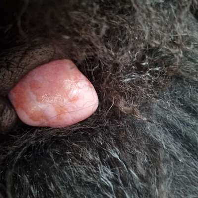 Hündin scheinschwanger kann nicht mehr alleine bleiben-Beitrag-Bild