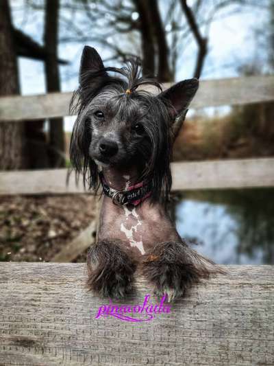 Fotografie / Hundefotografie-Beitrag-Bild