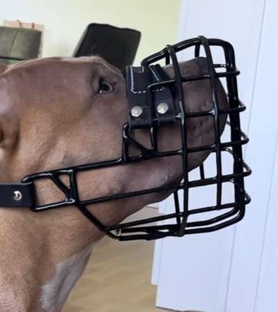 Wie sitzt mein Maulkorb / Maulkorb-Beratung-Beitrag-Bild